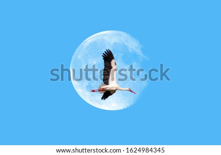 Stork flying in the blue sky with full moon "Elements of this image furnished by NASA "