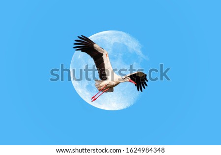 Stork flying in the blue sky with full moon "Elements of this image furnished by NASA "