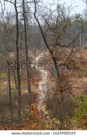 Winter walk in the forest.  Kiev region.  Ukraine.  01/19/2020