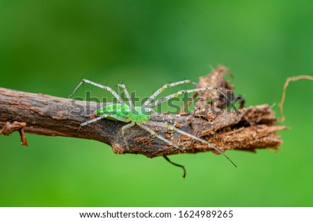 Spider, green lynx spider crawling over a plant.