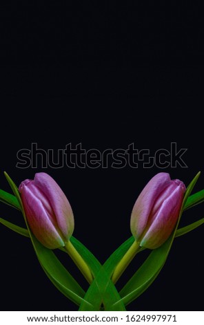 isolated pink tulip blossom pair minimalistic macro on dark blue background,with stem and green leaves