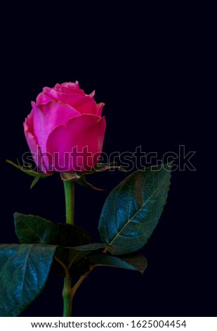 Dark pink rose with green leaves on blue background,macro of a single isolated blossom with stem