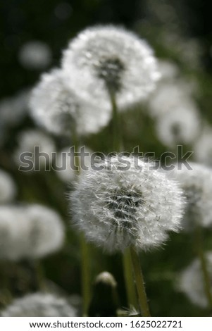 Dandelion seeds close up on natural blurred background. White fluffy dandelions, natural green blurred spring background.