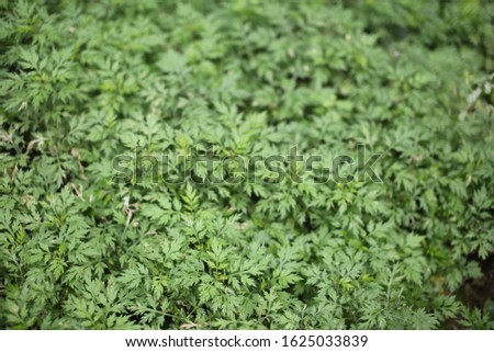 Artemisia vulgaris: High quality images
