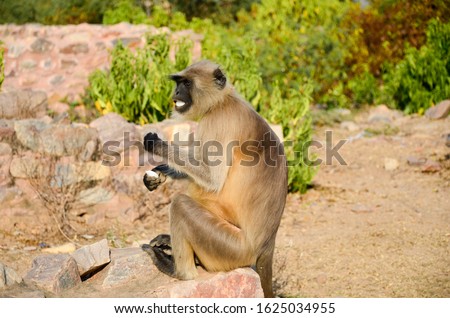 Monkey feeding on food thrown by tourists at the ruins of 17th century Bhangarh Fort at Alwar Village, Rajasthan, India