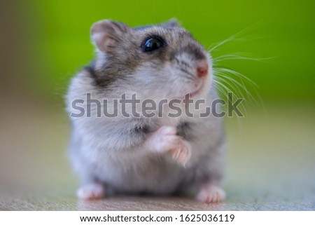 Close-up of a curious hamster sitting on a wooden table
