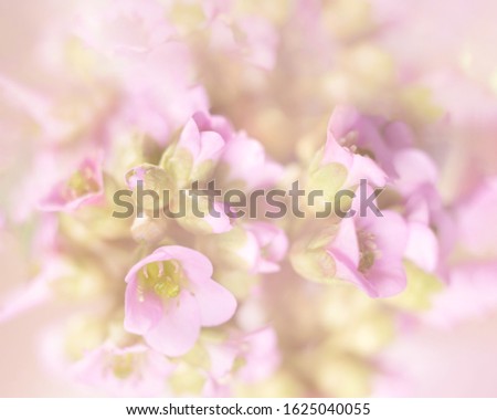 Delicate pink floral background. Blur and selective focus.