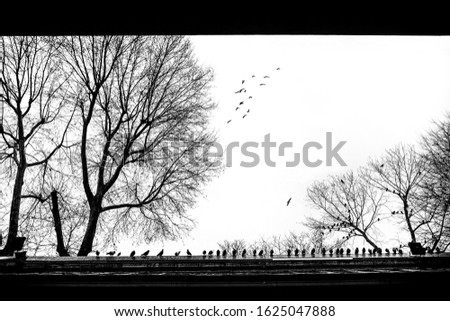 Birds and tree branches in İstanbul