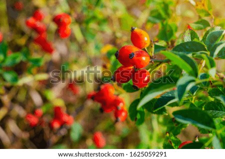 Red rosehip berries on the bushes.