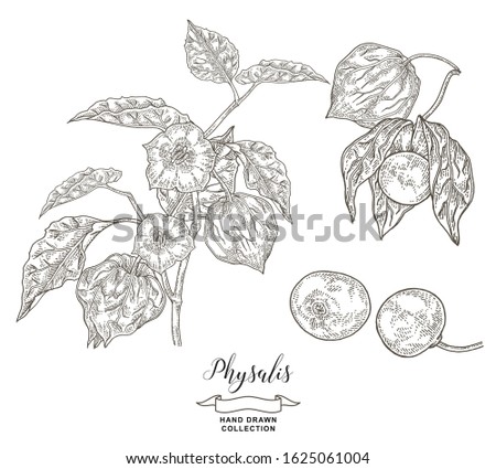 Physalis plant with leaves, flowers and fruits hand drawn. Vector illustration botanical. Detailed sketch style.