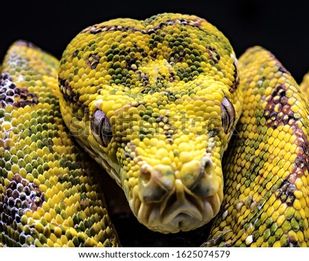 Green tree python close up