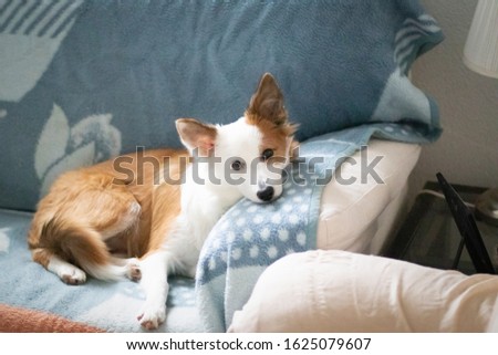 A Bordercollie lying on the sofa