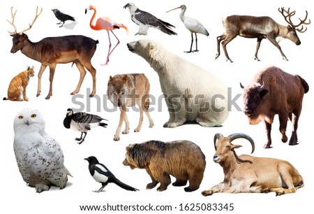 Set of various European isolated on white wild animals including birds and mammals
