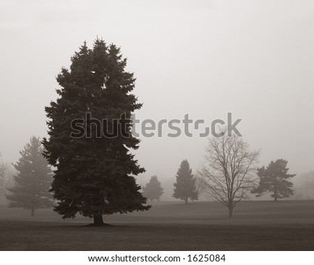 Sepia picture of an evergreen tree in the fog at a golf course.
