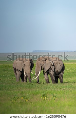 Two elephants grazing together at  Amboseli National Park, Kenya, Africa Royalty-Free Stock Photo #1625090476