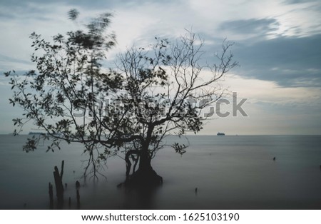 Long exposure image of a lonely tree at the sea side