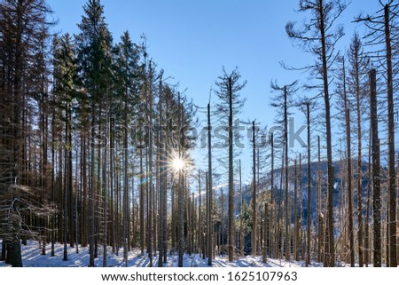 Sunny day in Koscieliska Valley, Tatra Mountains during winter, Poland