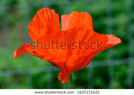 Close up of one red orange poppy flower and blurred small blooms in a British cottage style garden in a sunny summer day, beautiful outdoor floral background photographed with soft focus
