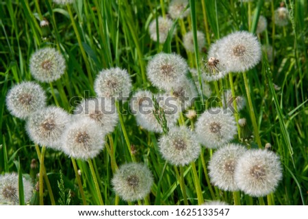 Taraxum dandelion, used as a medicinal plant. round balls of silvery crested fruit that run upwind. These balls are called "balls" or "clocks" in both British and American English. Royalty-Free Stock Photo #1625133547