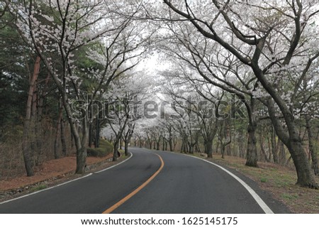 The cherry blossom trees of the mountain and the road scenery