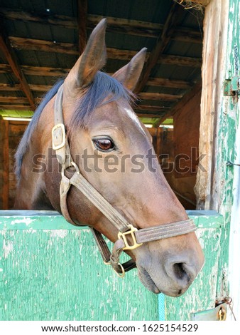 Black horse profile in horse stall