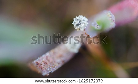 Beautiful Close up shot on wild plants with the tiny white-round flower. in the morning, Thailand.