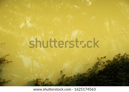 Abstract nature background of yellow water surface with palm trees shadow reflection in river or lake in tropical summer natural sunlight & sun rays, copy free space                               
