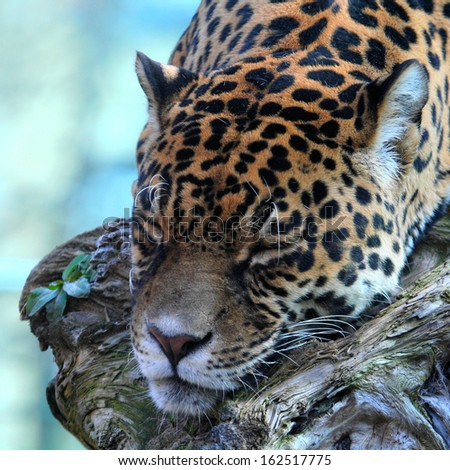 sleeping jaguar 