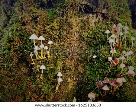 
Magical mysterious, but poisonous mushrooms on an old stump.