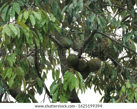 durian fruit on tree,nature photo object