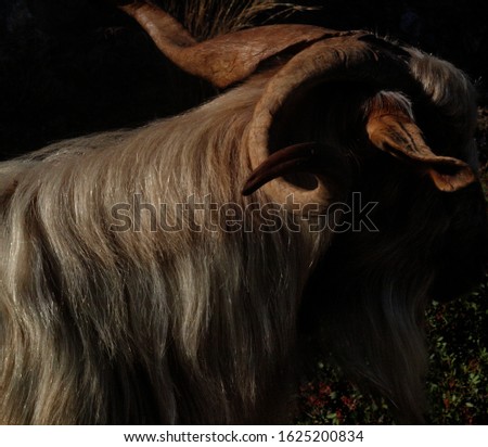 Picture of the horns and fur of a goat in rural Pelion, Greece