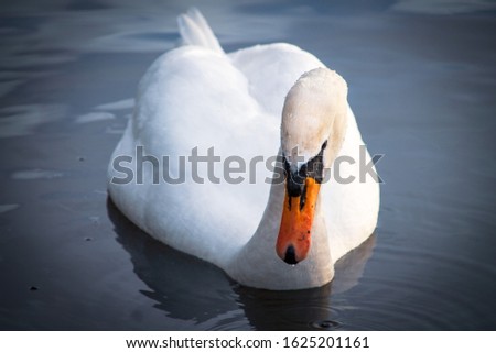 Beautiful background photo of white swan