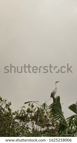 beautiful views of white herons perched above the trees, against a background of white clouds