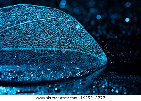  Transparent leaf skeleton and water droplets
