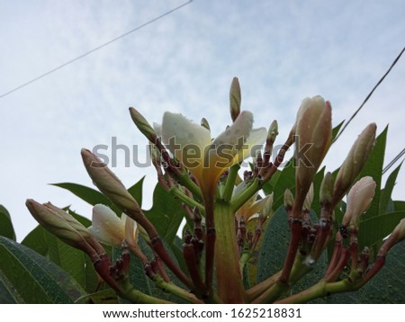 flower bud and leaves in the garden,nature photo object