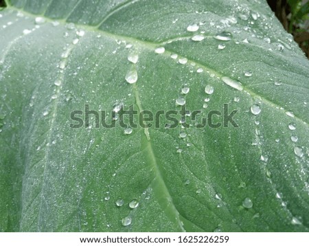 drops in a tiny rain above a leaf,nature photo object
