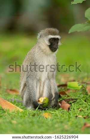 Vervet Monkey eating food from forest floor near lake Naivasha, Kenya, Africa