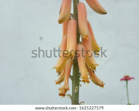 a bud flowers on a stalk,nature photo object