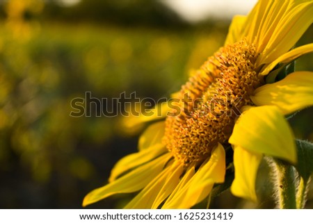 Close-up of a beautiful sunflower