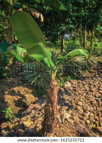 An Standing Tree Of Banana With Background Of Dark Rock