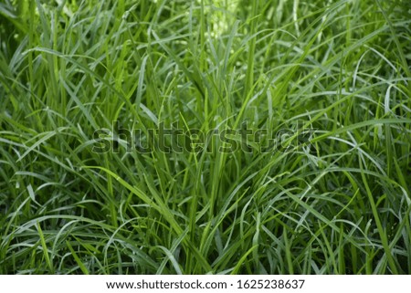 green background and texture and grass and leaves