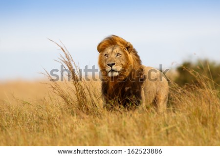 Beautiful Lion Caesar in the golden grass of Masai Mara, Kenya Royalty-Free Stock Photo #162523886