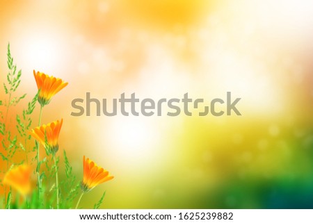 Colorful bright flowers marigold against the background of the summer landscape. nature