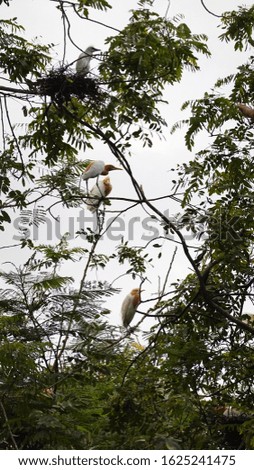 beautiful views of white herons and trees, against a background of white clouds