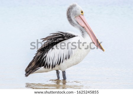Kanfgaroo Island, South Australia- March 2019: Australian pelican (Pelecanus conspicillatus) on seacoast.