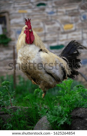 free range rooster posing for a picture 