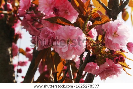 Beautiful spring cherry blossom  trees