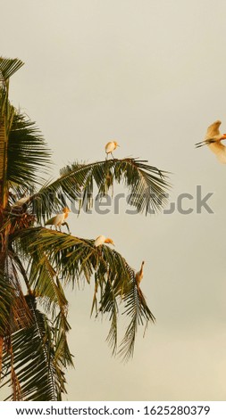 the sight of the white herons at dusk, against the background of the sky