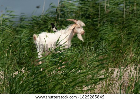 Goats of Danube Delta, Romania