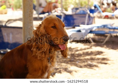 Brown Spaniel dog sitting on a sunbed